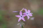 Downy phlox